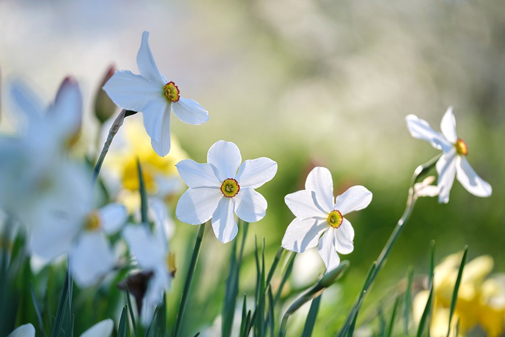 spring flowers