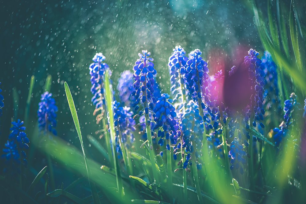 spring flowers