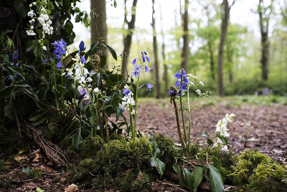 spring flowers