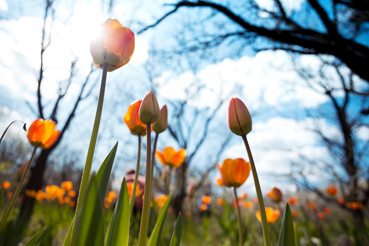 tulips in the garden
