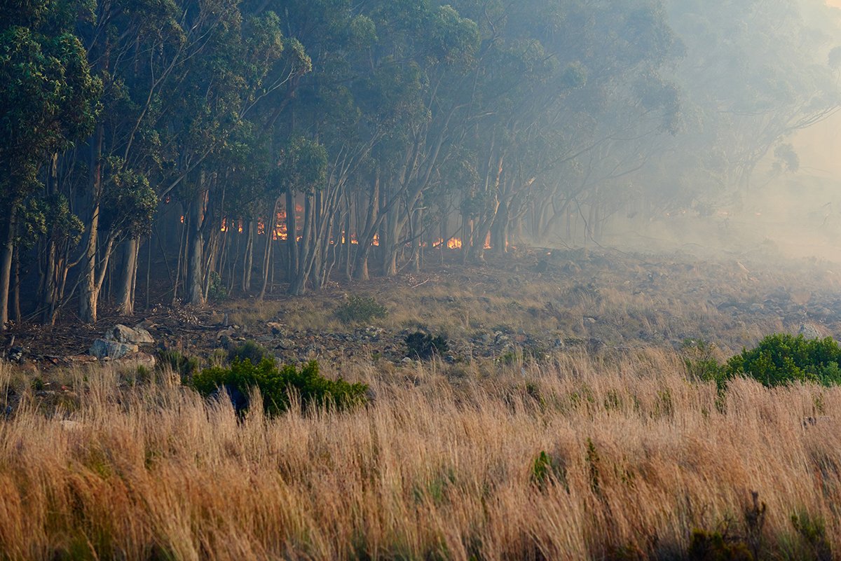 Burning wildfires