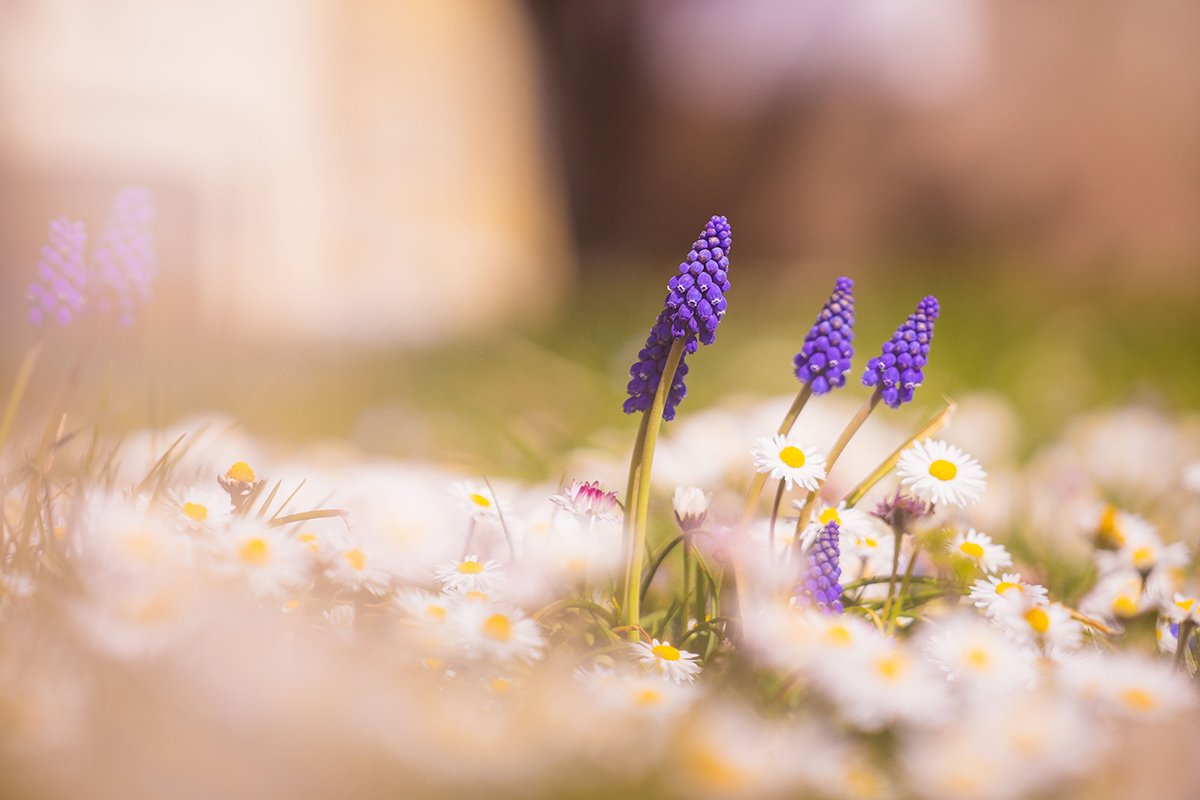 spring flowers